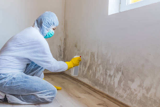 Licensed Basement Mold Remediation service in Upper Black Eddy, PA - Car Mold Remediation