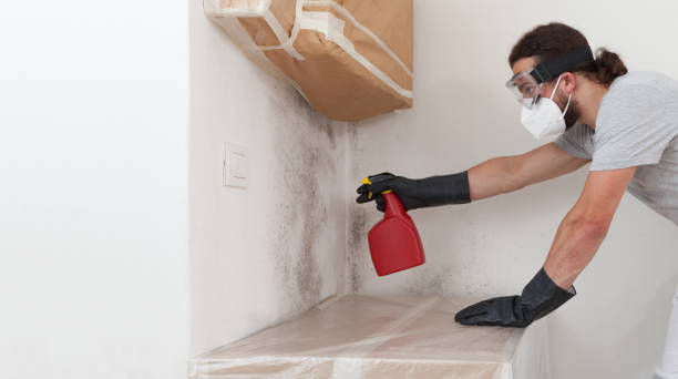 Professional Basement Mold Remediation technician working in Upper Black Eddy, PA