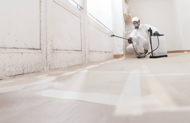 24/7 Emergency Basement Mold Remediation experts in Upper Black Eddy, PA