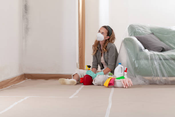 Reliable Basement Mold Remediation contractor in Upper Black Eddy, PA by Car Mold Remediation