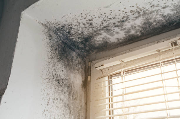 Affordable Basement Mold Remediation solutions in Upper Black Eddy, PA