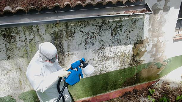 Top rated local Basement Mold Remediation specialists in Upper Black Eddy, PA